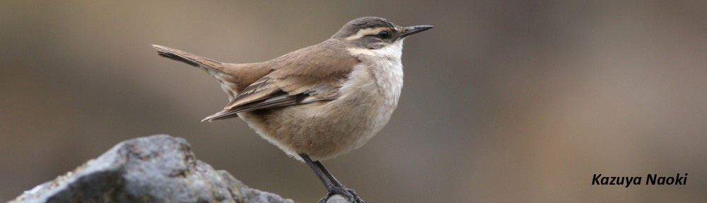 Dr. Naoki in Bolivia