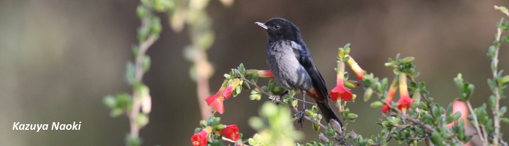 Dr. Naoki in Bolivia