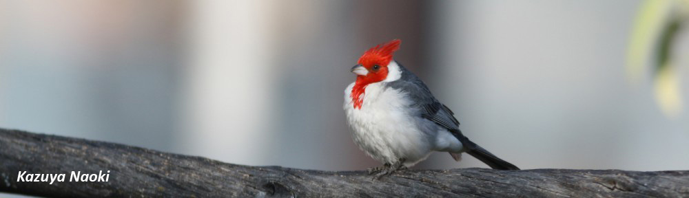 Dr. Naoki in Bolivia