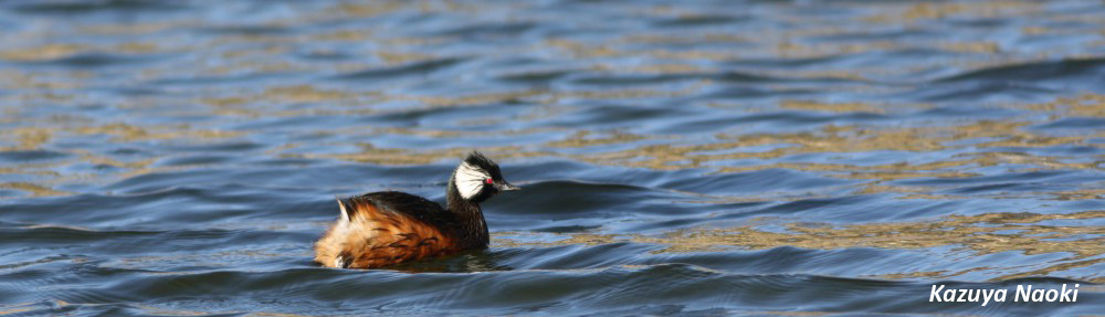 Dr. Naoki in Bolivia