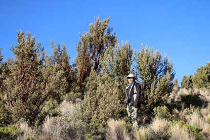 P tarapacana con MIG