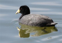 Fardesiaca_Achocalla_20160703