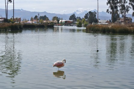 Pchilensis_Achocalla_20160703